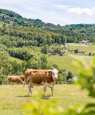 Cows in the farmhouse pasture with a hilly landscape in the background. (c) Elisabeth Fröhlich Photography