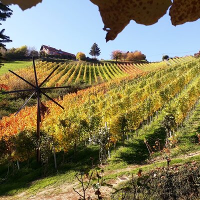Autumn vineyards with a traditional klapotec and a house on the hill.