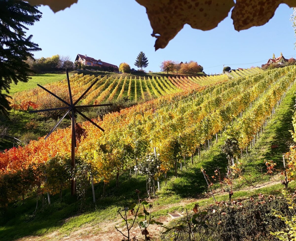 Autumn vineyards with a traditional klapotec and a house on the hill.