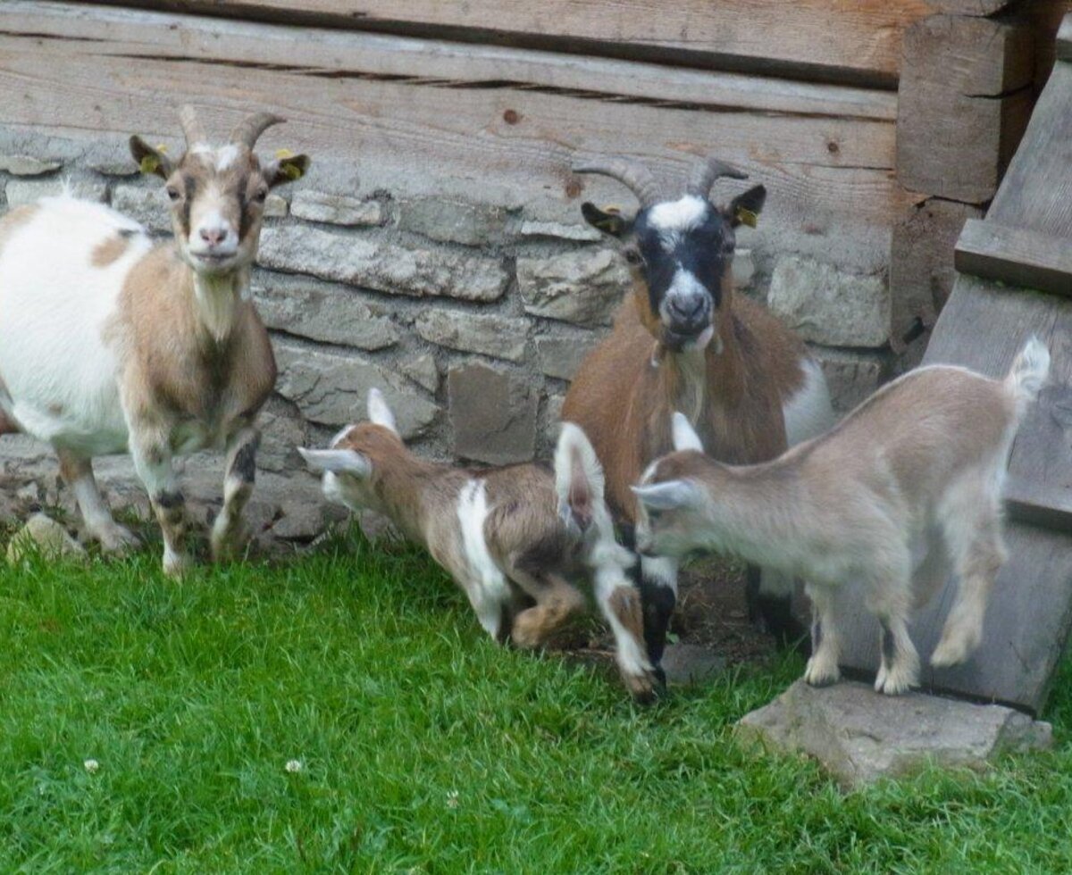 Farm animals, including adult goats and young kids, on the grass at the Farm House.