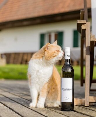 A cat sits next to a wine bottle on a wooden deck at the farmhouse.