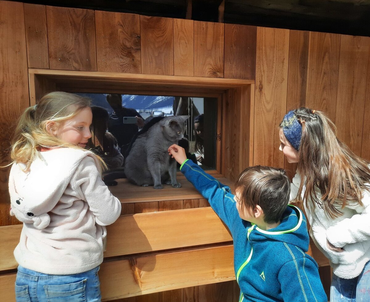 Cuddles for tomcat "Wiskey"