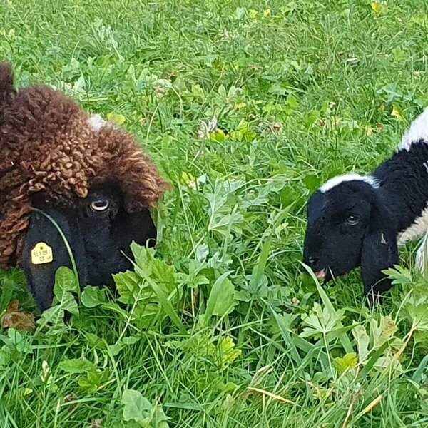 A sheep and a lamb grazing in the meadow of the farmhouse.