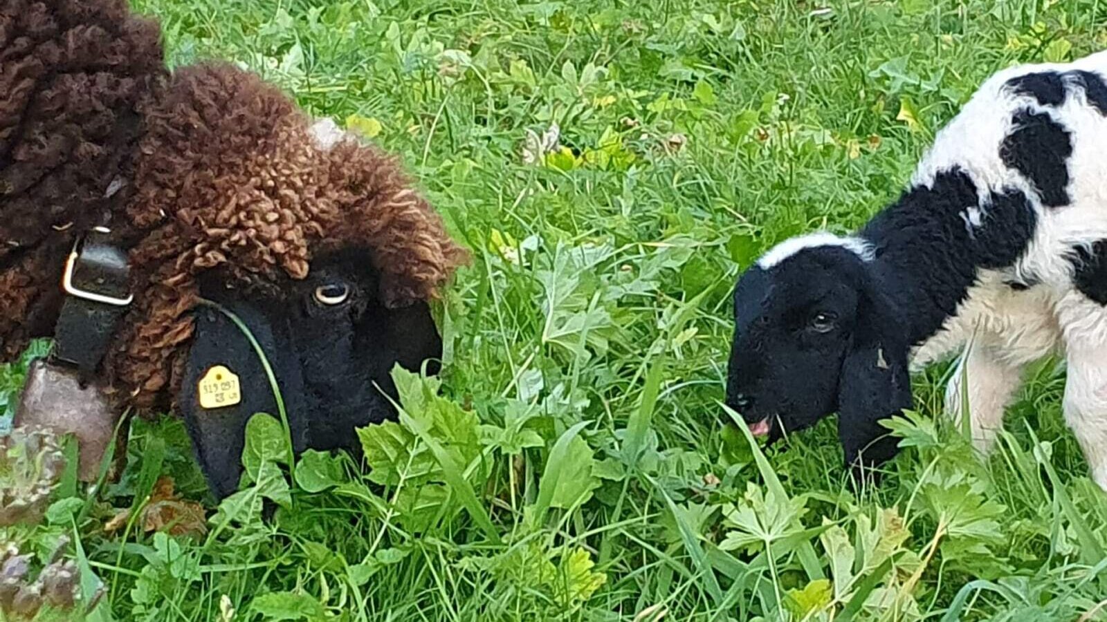 A sheep and a lamb grazing in the meadow of the farmhouse.
