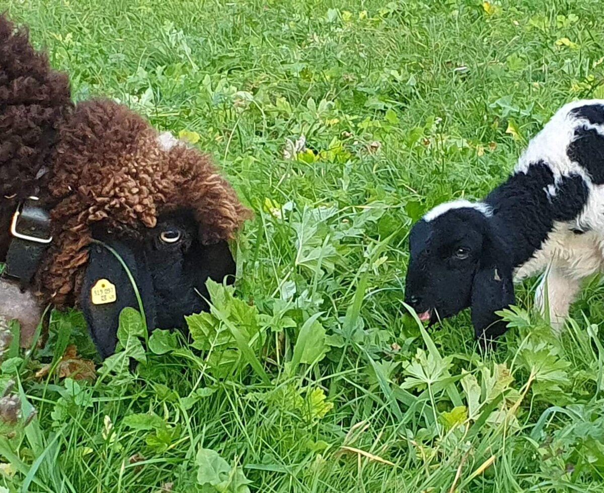 A sheep and a lamb grazing in the meadow of the farmhouse.