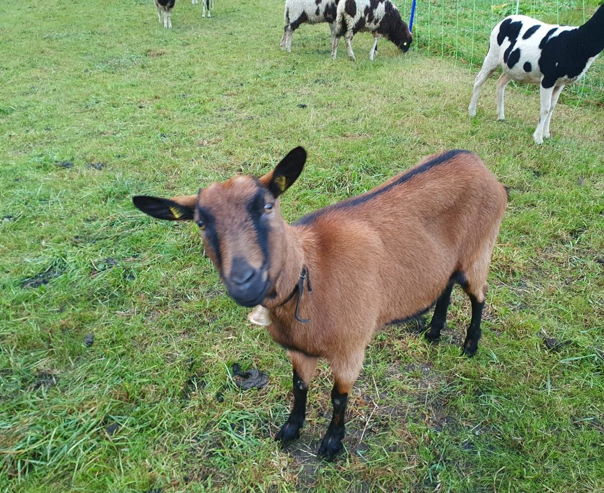 A brown goat with a bell in the farmhouse meadow, surrounded by sheep.