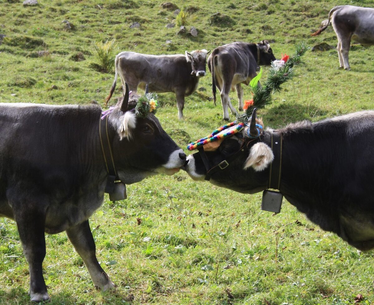 Two cows with traditional headwear