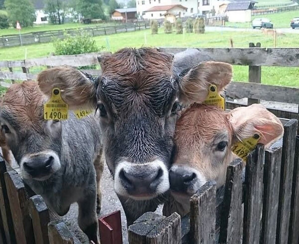 Our young cattle at Alfaierhof enjoy nature and life on the farm.