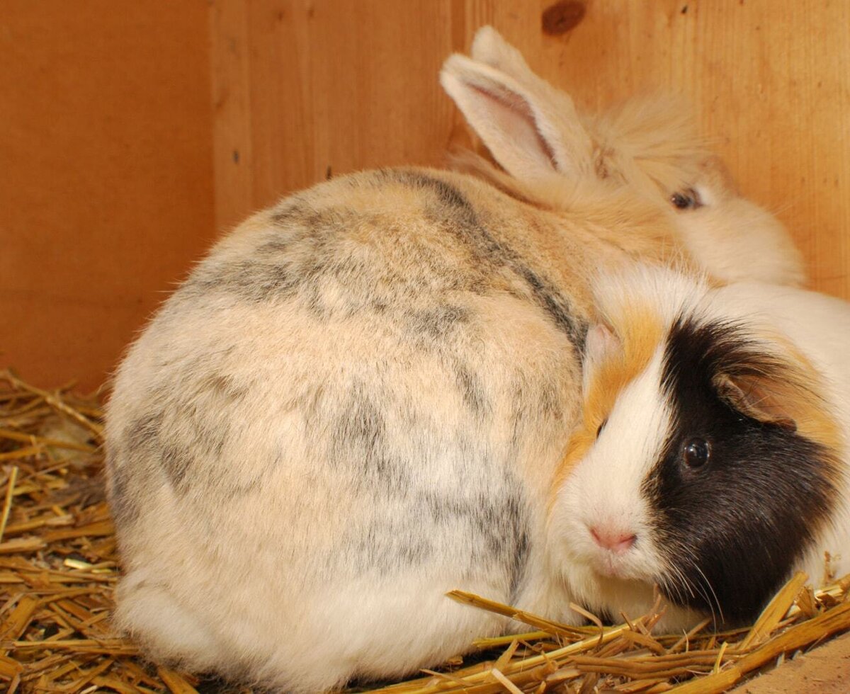A rabbit and a guinea pig resting on straw at the Farm House.