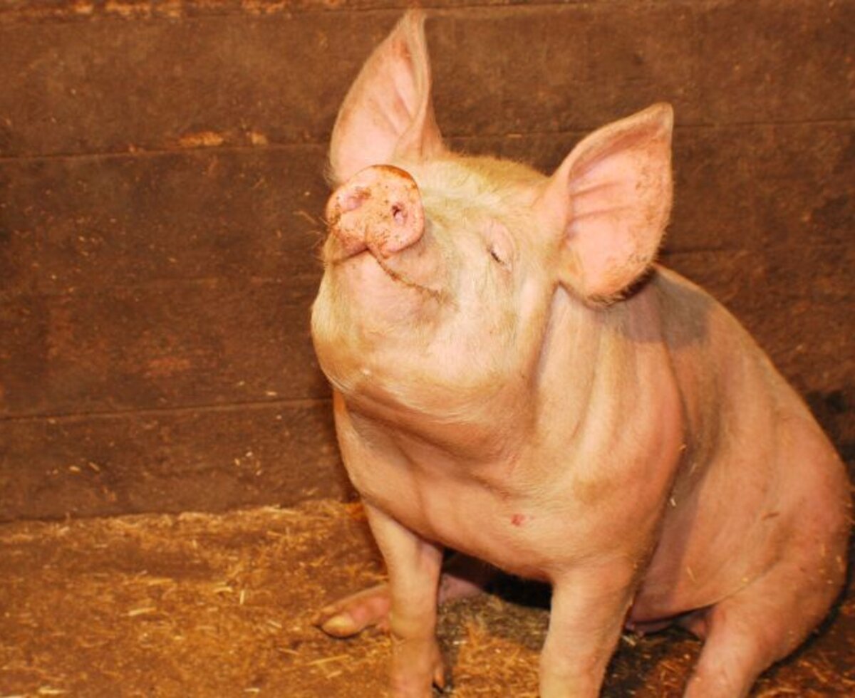 Our pig, Piggy