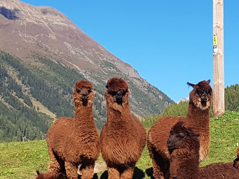 Alpaca Mountain