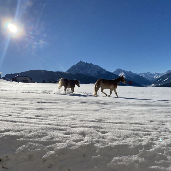 Two horses moving through the sunlit, snow-covered fields of the Farm House, with distant mountains in the background.