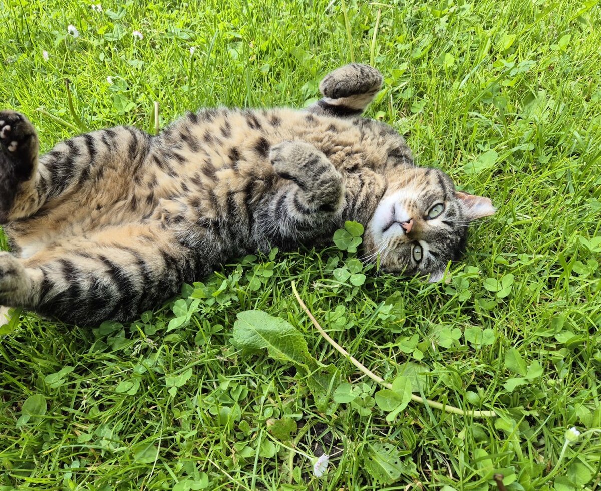 A friendly cat relaxing on the green lawn of the farmhouse.