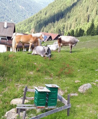 Farm animals including horses and cows, and beehives are on the grounds of the Farm House, with mountains in the background.