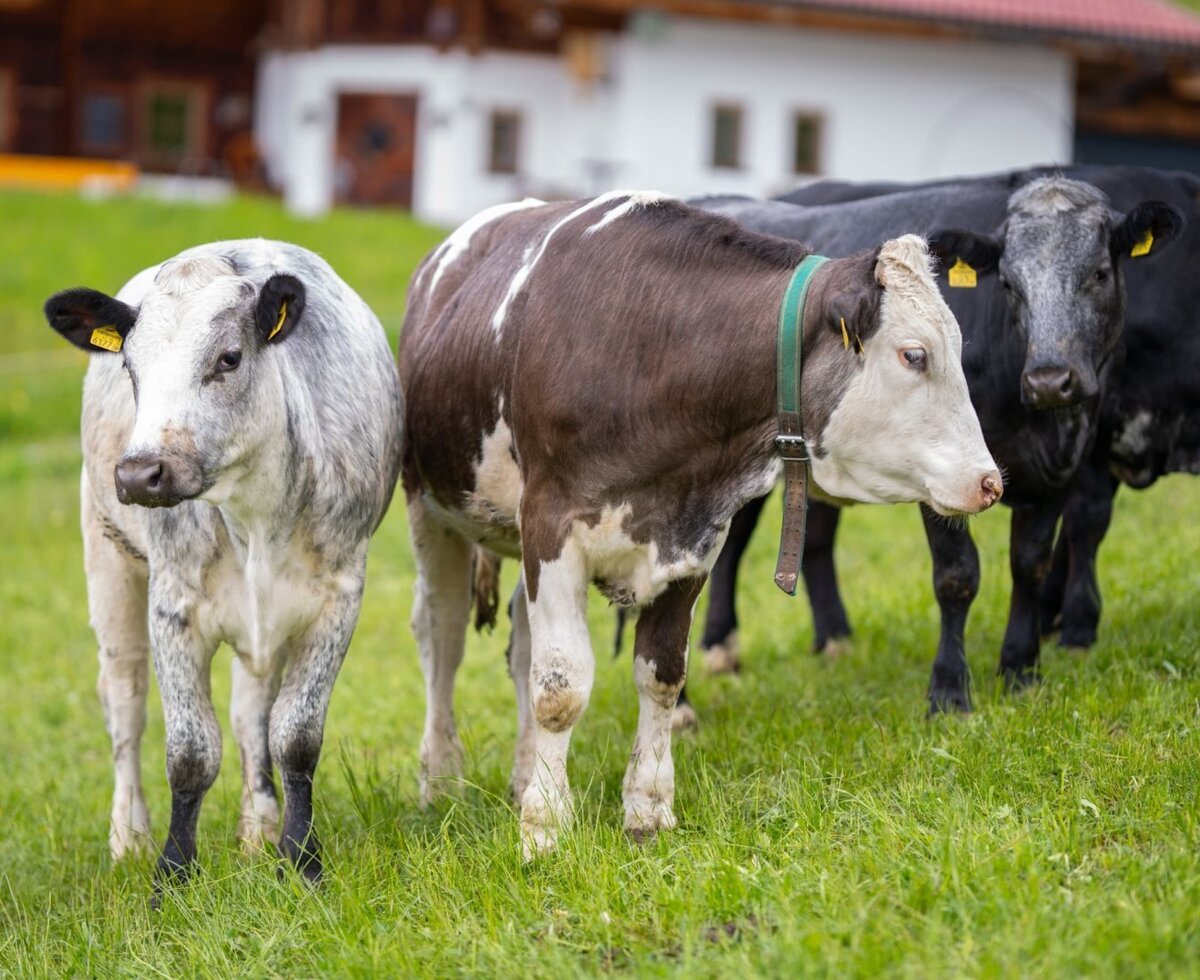 Cows on the pasture in front of the Bauernhof.