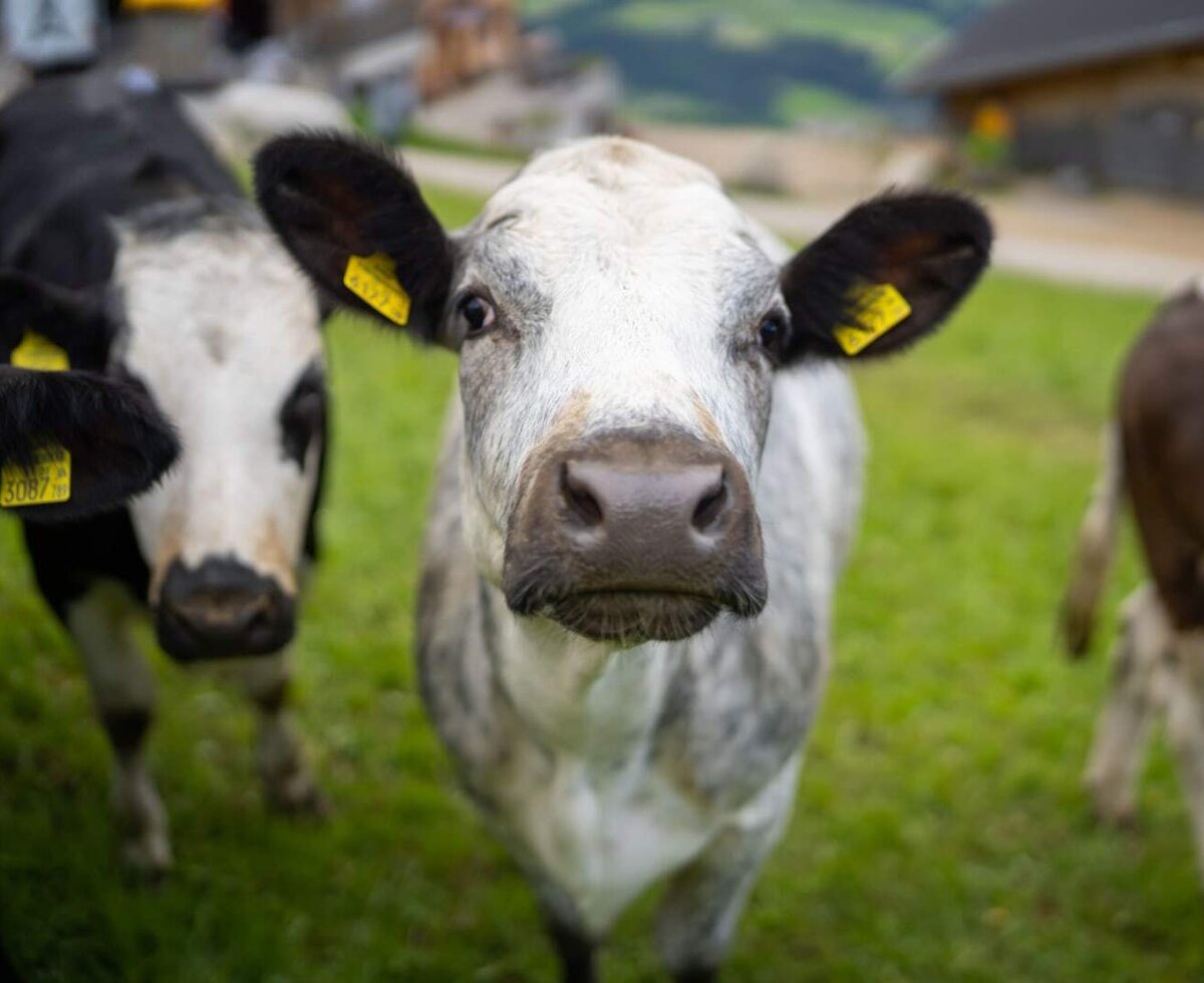 Cows with ear tags on the meadow of the farmhouse.