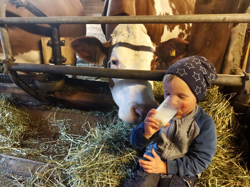 fresh hay milk