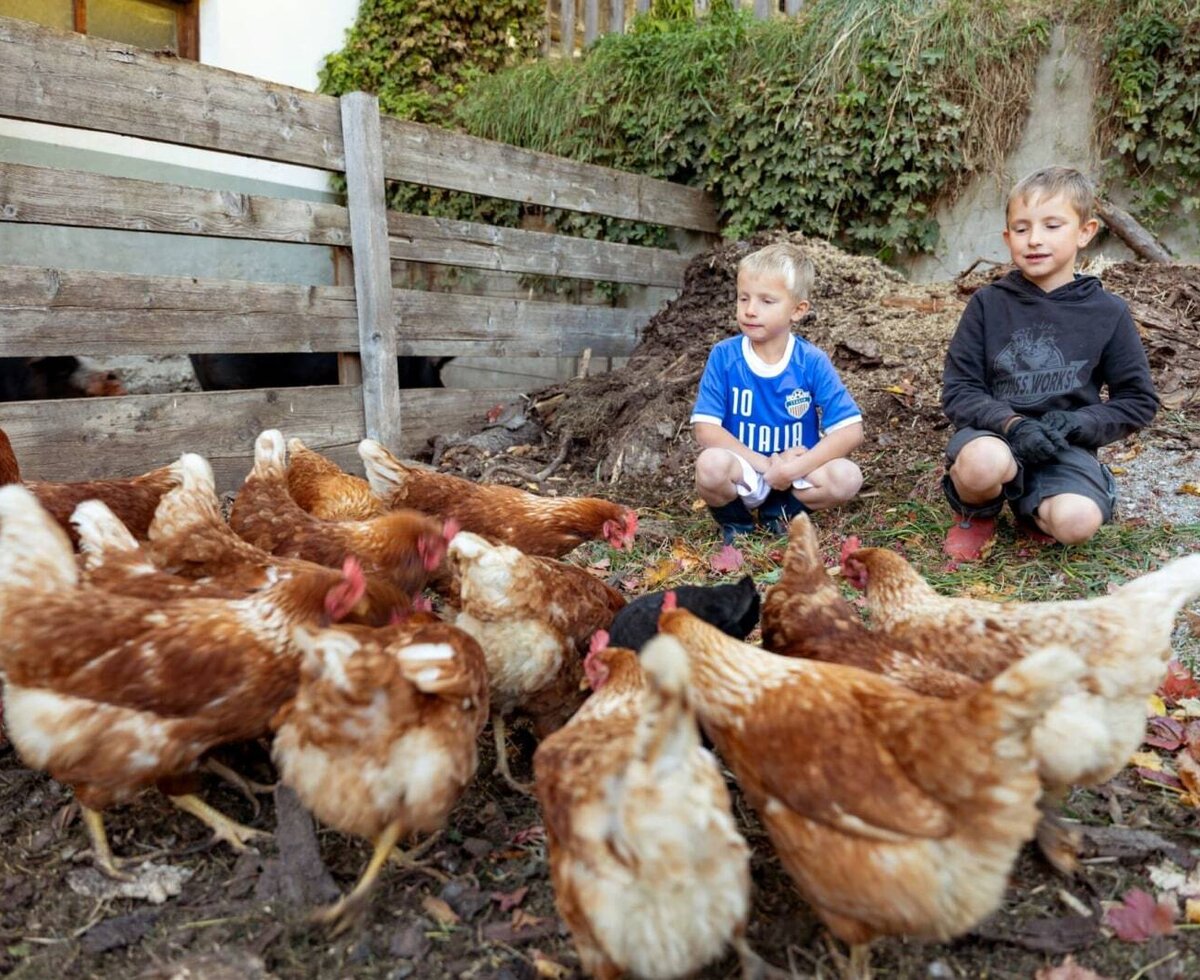 An authentic experience for children at the farmhouse, feeding the free-roaming chickens.