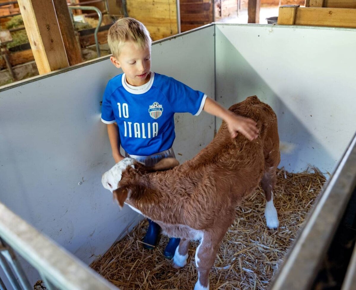 A young boy gently pets a small calf in the cozy barn of the farmhouse.