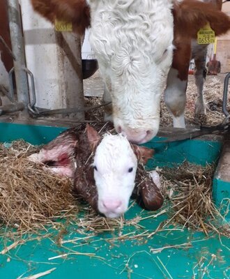 A newborn calf with an adult cow in the stable at the Alpine Hut.