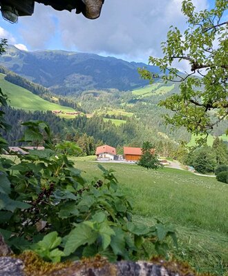 Scenic view from the alm overlooking lush green meadows, dense forests, and the surrounding mountains.