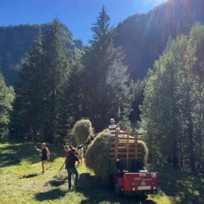 Traditional haymaking under the bright sun near the apartments, surrounded by lush pine forests.