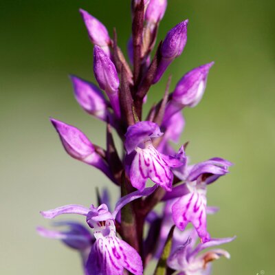 Orchid