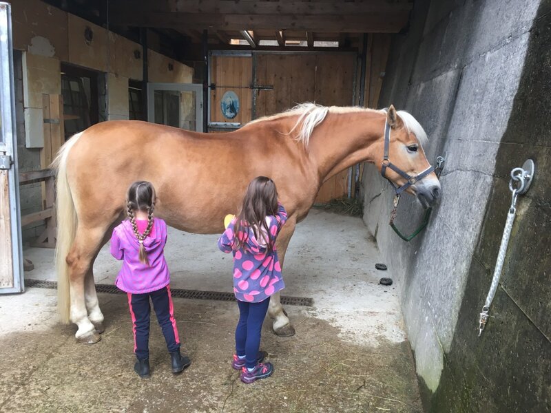 Cleaning and grooming horses at Veitenhof
