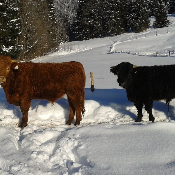 Two hairy cows, one brown and one black, stand in the snowy landscape surrounding the Farm House.