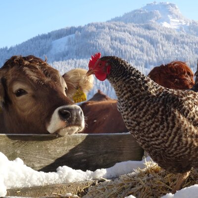 A cow and a chicken on the snowy Mittermoos organic farm, with snow-covered mountains in the background.