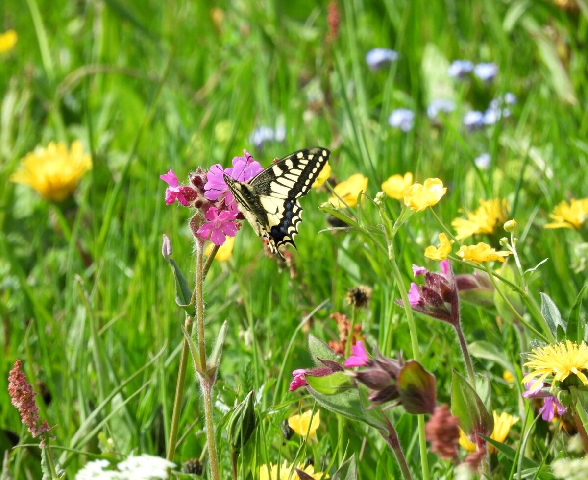 In the colorful flower meadow, organic farm Inntalblick
