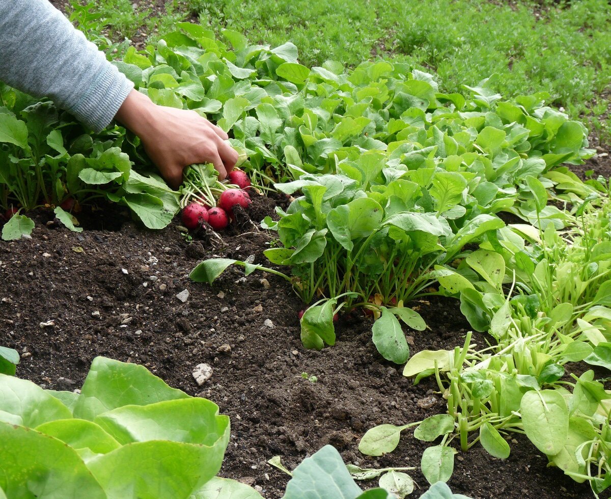 It doesn't get any fresher, directly from the farm garden, Biohof Inntalblick...