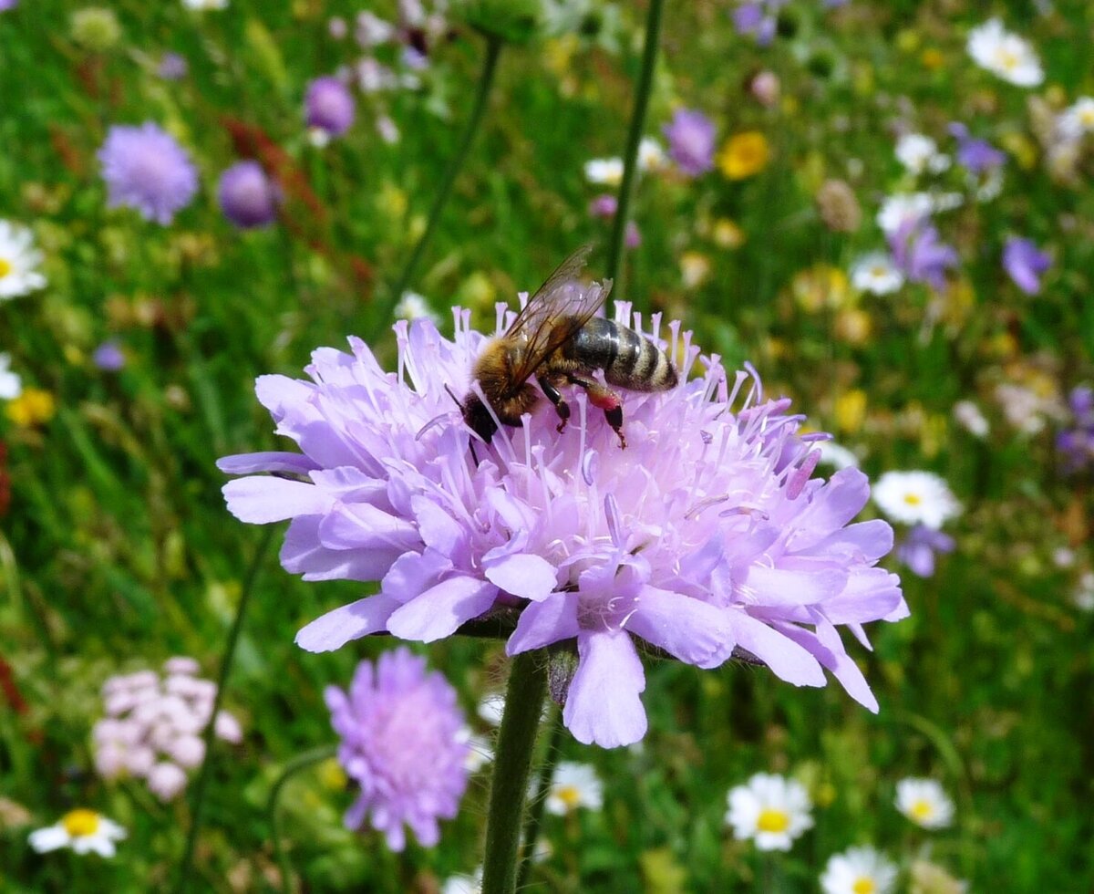 busy bee in the colorful flower meadow, organic farm Inn Valley view
