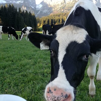Curious calves