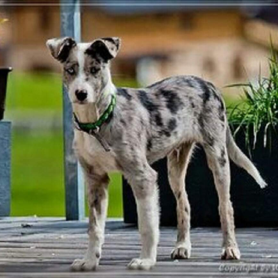 House and yard dog Prinz