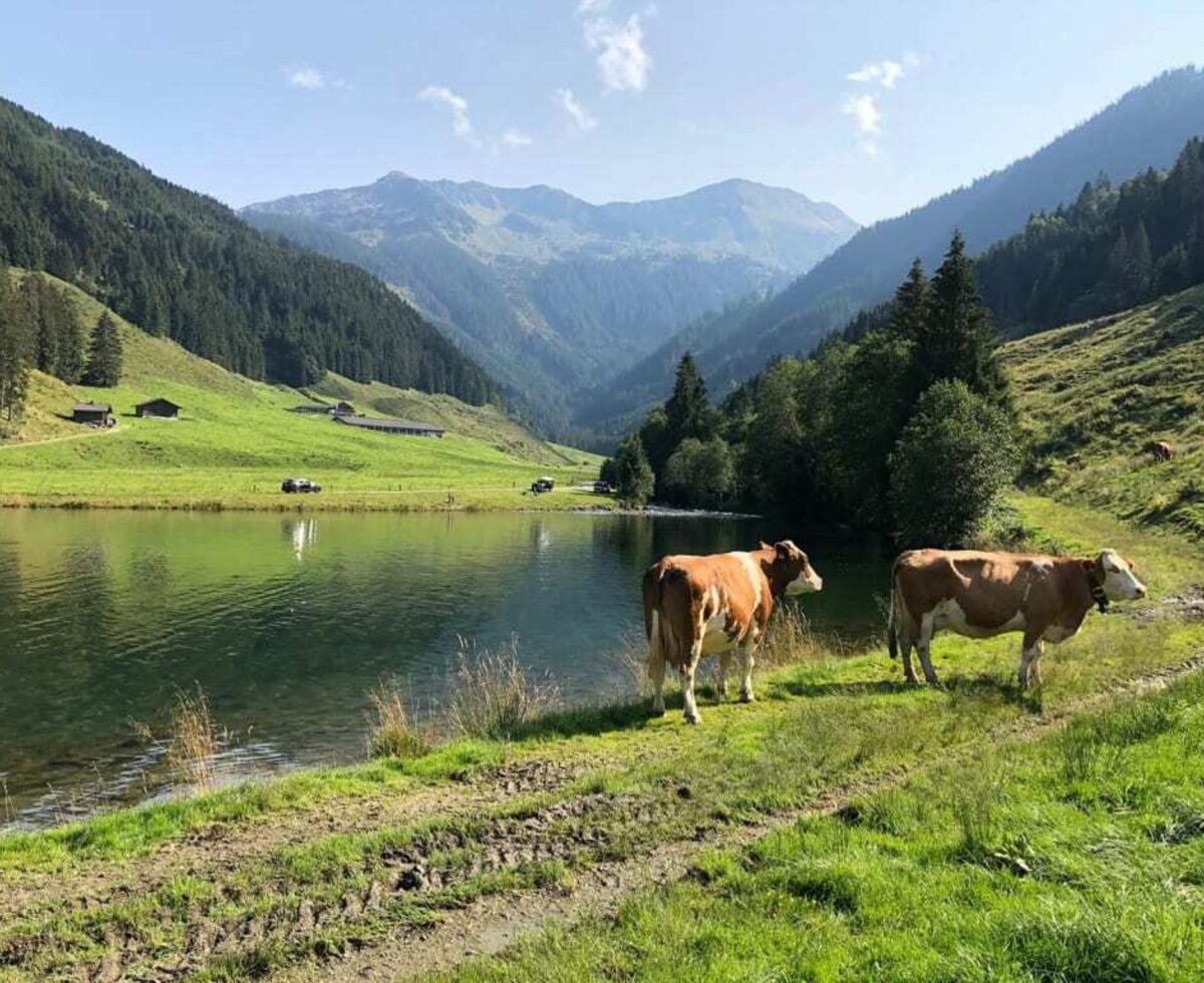 Lake in the surroundings