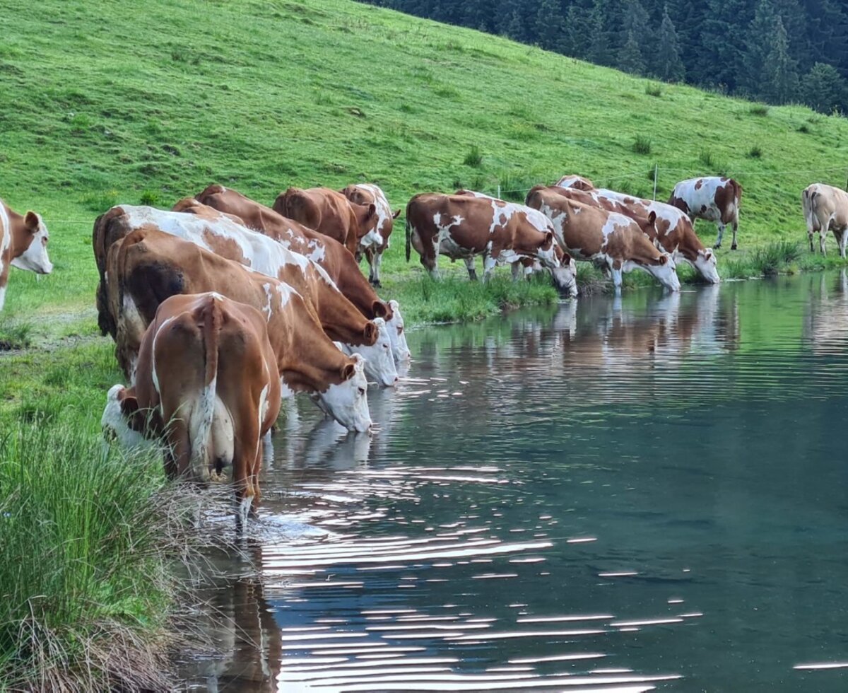 Cows drinking from a mountain lake, surrounded by green meadows and forests, in the natural setting of the Alm.