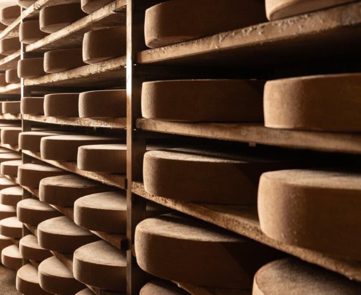 Traditionally matured farm cheese aging on rustic wooden shelves.