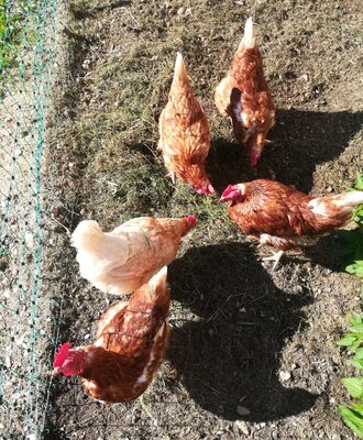 our chickens