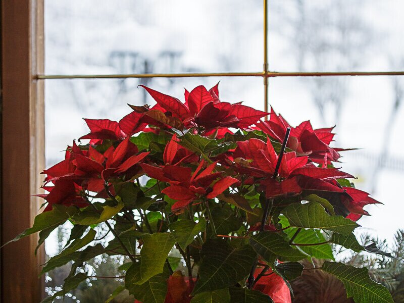 Poinsettia