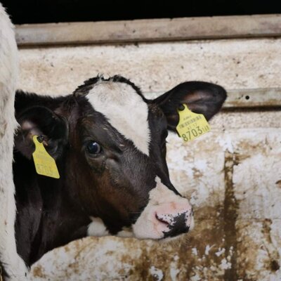 A black and white calf with ear tags in a farm stall at the Farm House.
