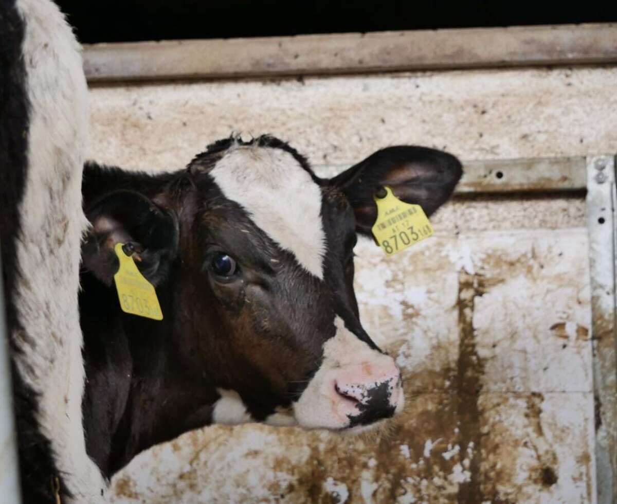 A black and white calf with ear tags in a farm stall at the Farm House.