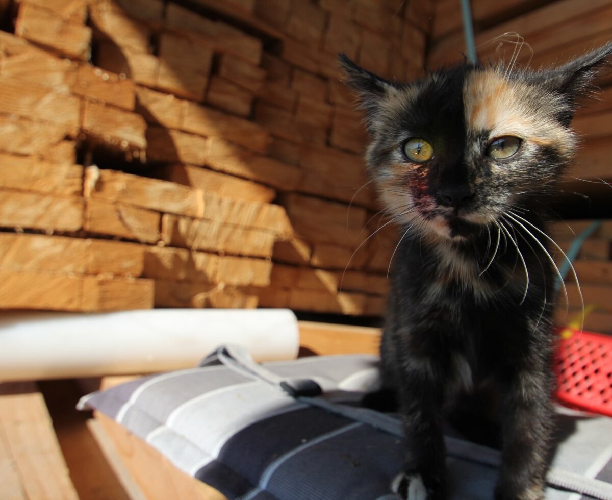 A tortoiseshell kitten rests on a striped cushion at the Farm House.