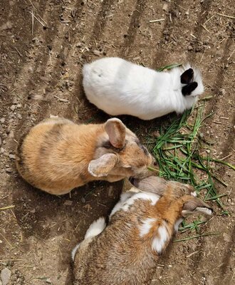Three rabbits eating grass at the farmhouse.