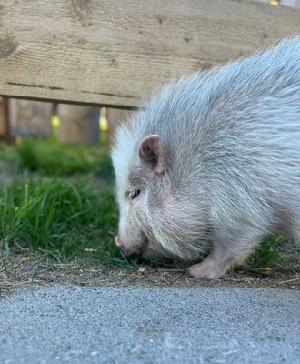 A small pig foraging in the grass at the Bauernhof.