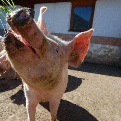 A pig feeding on grass at the Farm House, indicating the property's agricultural setting.