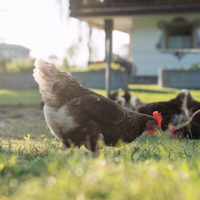 Chicken