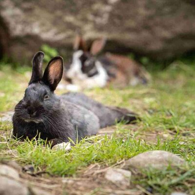 Hare