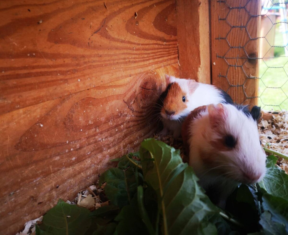 Guinea pig