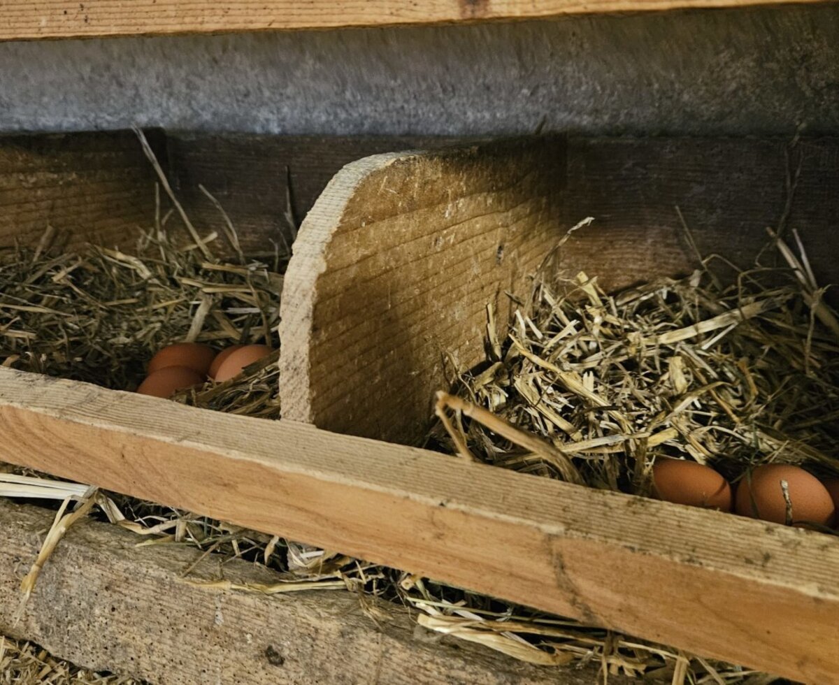Freshly laid eggs in cozy wooden nesting boxes with straw, offering an authentic farm experience at the Bed and Breakfast.